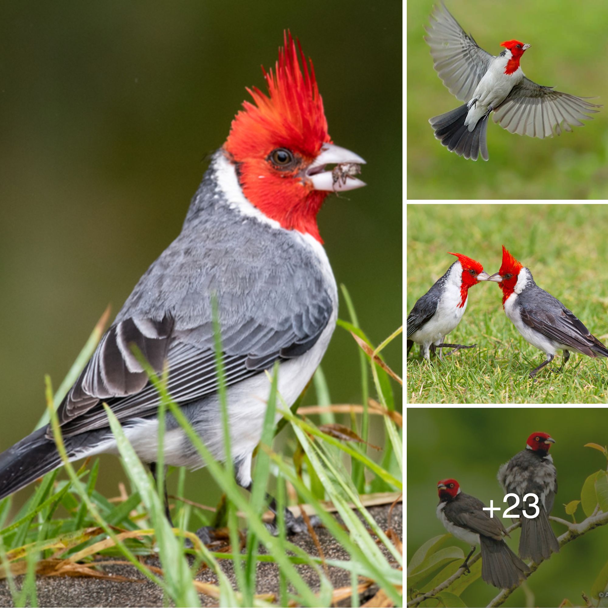 Red-capped cardinals are captivating bird species distinguished by ...